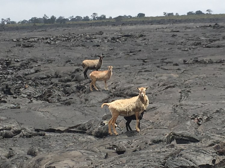 Copyright of Elizabeth Erickson.