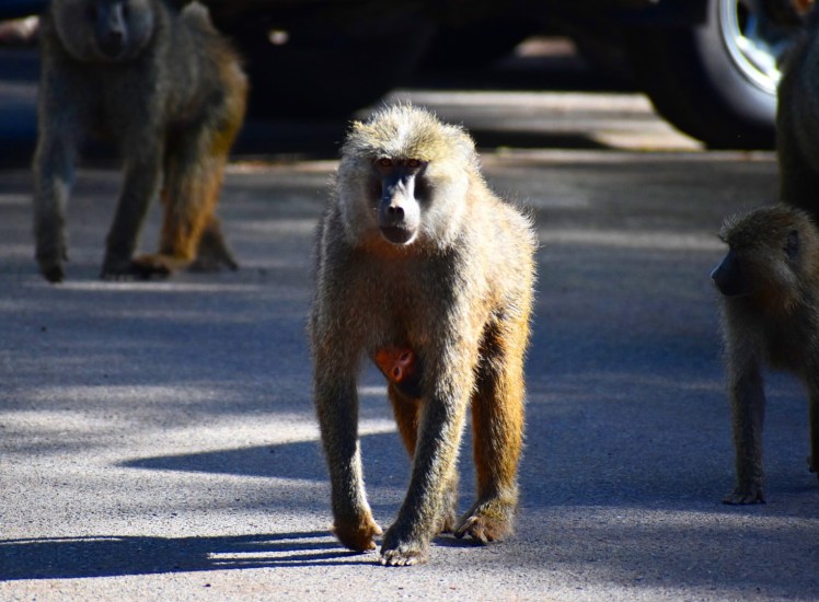 B1886462-0EAC-440B-BE44-1553F900E78E